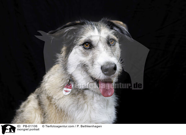 Mischling Portrait / mongrel portrait / PB-01106