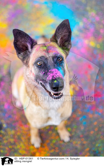 sitting mongrel / HSP-01361