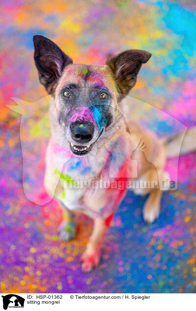 sitting mongrel / HSP-01362