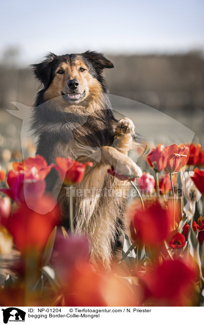 Border-Collie-Mischling macht Mnnchen / begging Border-Collie-Mongrel / NP-01204