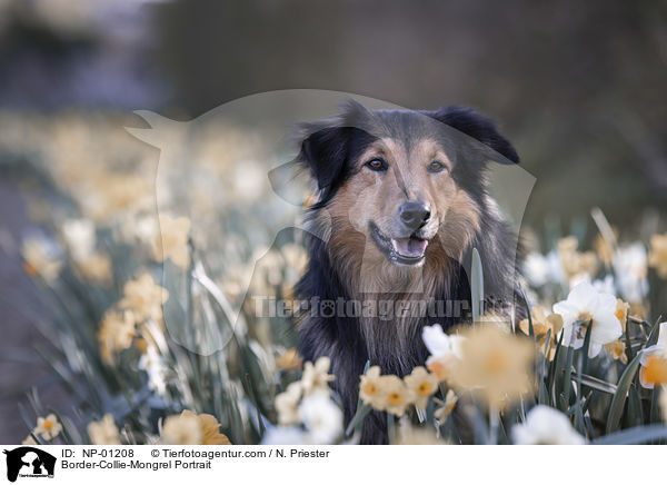 Border-Collie-Mischling Portrait / Border-Collie-Mongrel Portrait / NP-01208