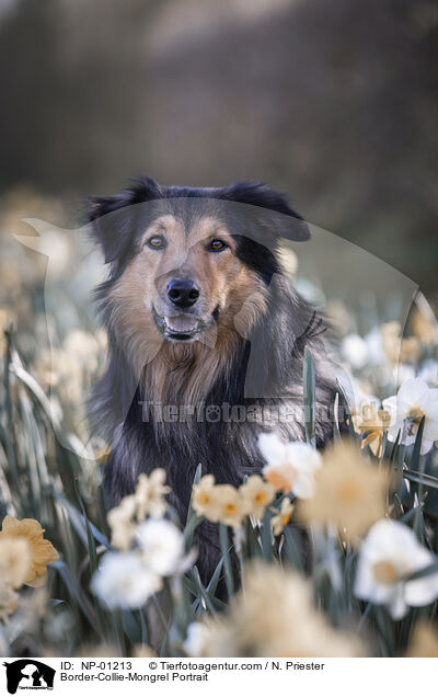 Border-Collie-Mischling Portrait / Border-Collie-Mongrel Portrait / NP-01213