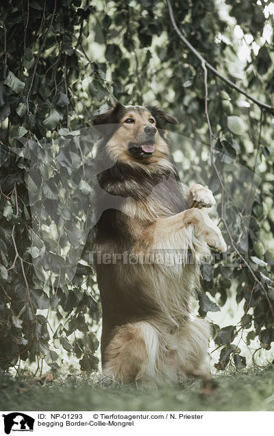 Border-Collie-Mischling macht Mnnchen / begging Border-Collie-Mongrel / NP-01293