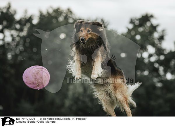 springender Border-Collie-Mischling / jumping Border-Collie-Mongrel / NP-01306