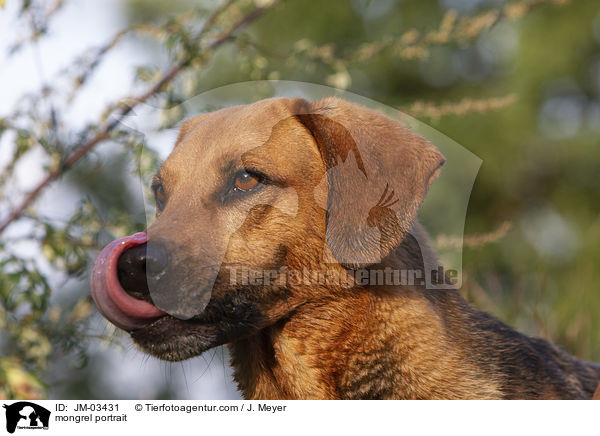 Mischling Portrait / mongrel portrait / JM-03431