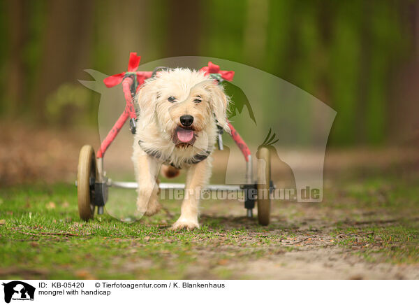 Mischling mit Handicap / mongrel with handicap / KB-05420