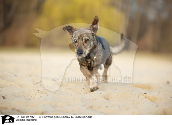 laufender Mischling / walking mongrel / KB-05792