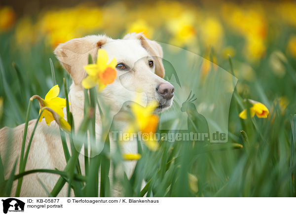 Mischling Portrait / mongrel portrait / KB-05877