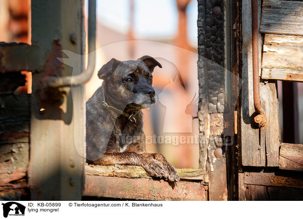 liegender Mischling / lying mongrel / KB-05899