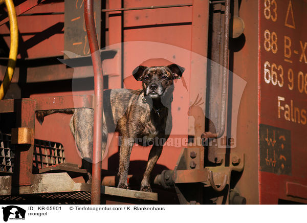 Mischling / mongrel / KB-05901