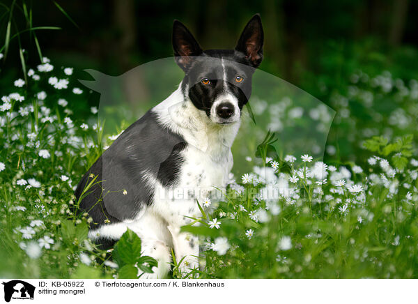 sitzender Mischling / sitting mongrel / KB-05922