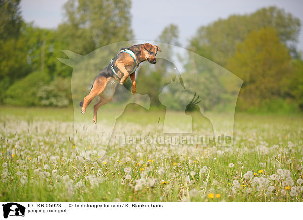 springender Mischling / jumping mongrel / KB-05923