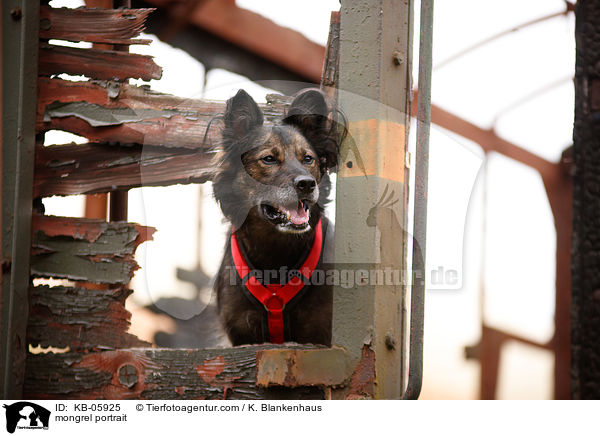 Mischling Portrait / mongrel portrait / KB-05925