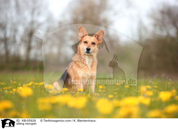 sitzender Mischling / sitting mongrel / KB-05928