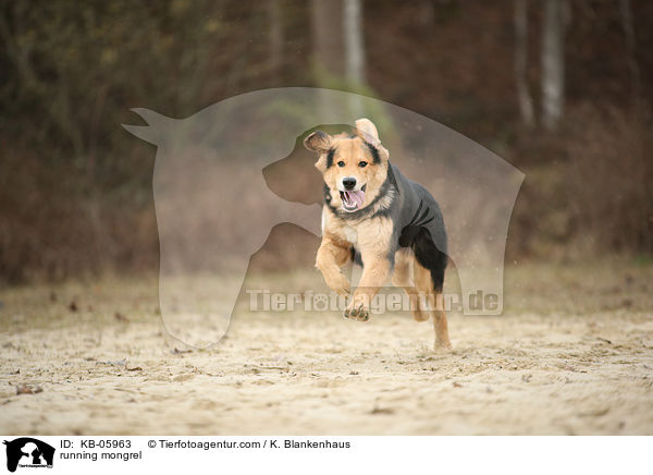 rennender Mischling / running mongrel / KB-05963