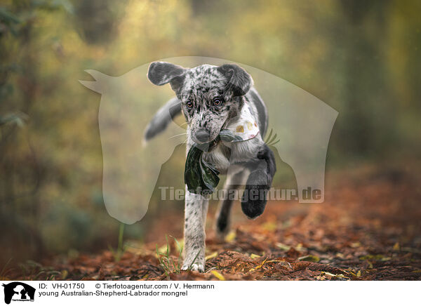junger Australian-Shepherd-Labrador Mischling / young Australian-Shepherd-Labrador mongrel / VH-01750