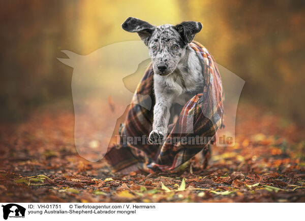 junger Australian-Shepherd-Labrador Mischling / young Australian-Shepherd-Labrador mongrel / VH-01751