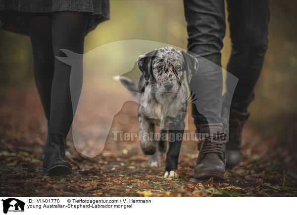 junger Australian-Shepherd-Labrador Mischling / young Australian-Shepherd-Labrador mongrel / VH-01770