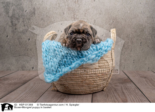 Boxer-Mix Welpe in Krbchen / Boxer-Mongrel puppy in basket / HSP-01368