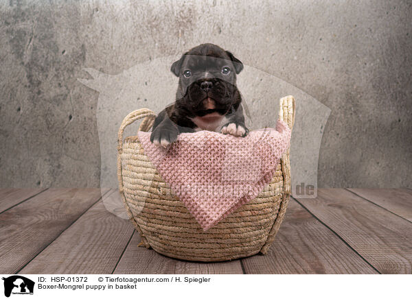 Boxer-Mix Welpe in Krbchen / Boxer-Mongrel puppy in basket / HSP-01372