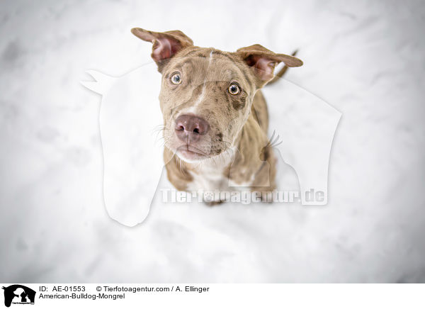 American-Bulldog-Mix / American-Bulldog-Mongrel / AE-01553