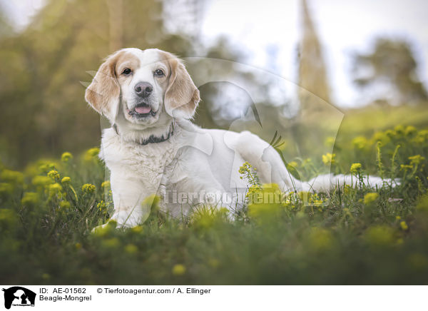Beagle-Mischling / Beagle-Mongrel / AE-01562