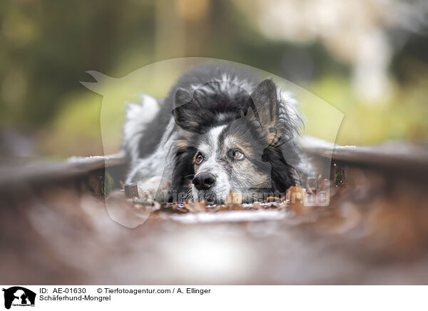 Schferhund-Mischling / Schferhund-Mongrel / AE-01630