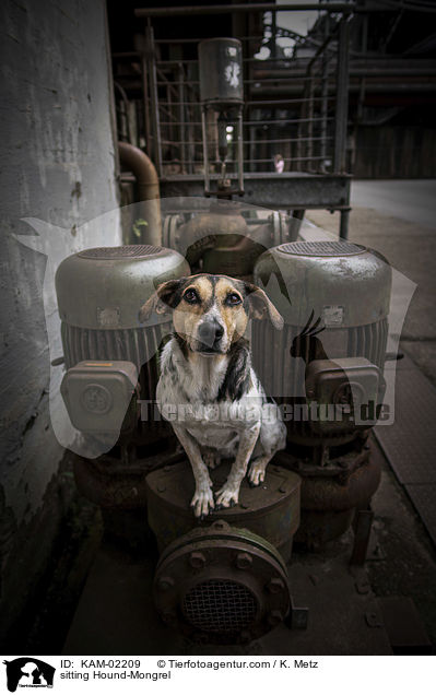 sitzender Bracke-Mischling / sitting Hound-Mongrel / KAM-02209