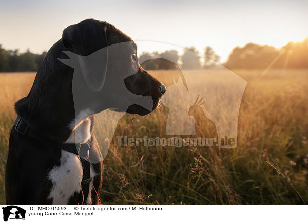 junger Cane-Corso-Mischling / young Cane-Corso-Mongrel / MHO-01593