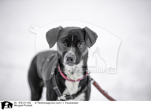 Mischling Kopf / Mongrel Portrait / IFE-01109
