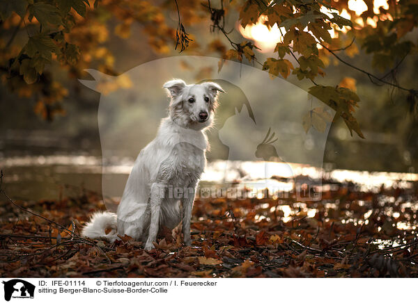 sitzender Wei�er-Schweizer-Sch�ferhund-Border-Collie / sitting Berger-Blanc-Suisse-Border-Collie / IFE-01114