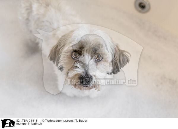 Mischling in der Badewanne / mongrel in bathtub / TBA-01818