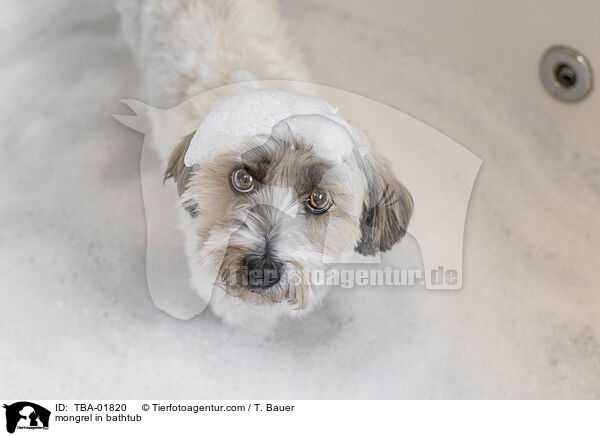 Mischling in der Badewanne / mongrel in bathtub / TBA-01820