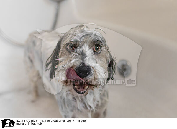Mischling in der Badewanne / mongrel in bathtub / TBA-01827