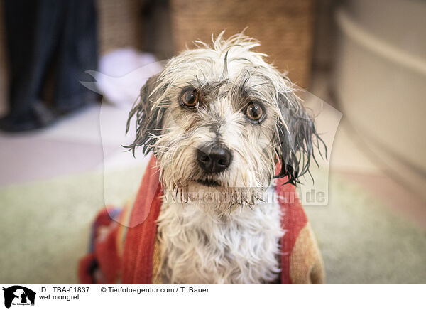 nasser Mischling / wet mongrel / TBA-01837