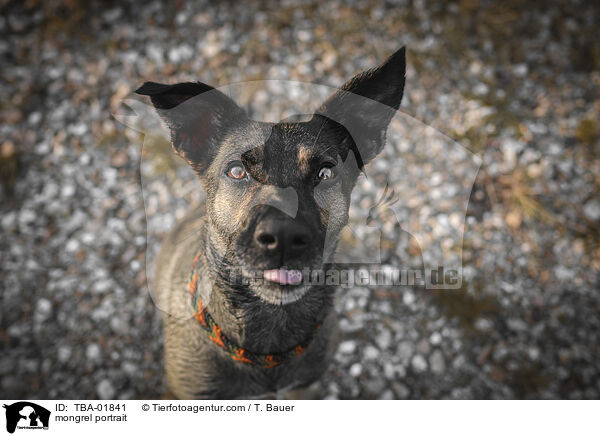 Mischling Portrait / mongrel portrait / TBA-01841