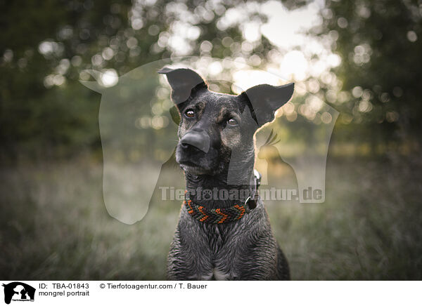 Mischling Portrait / mongrel portrait / TBA-01843