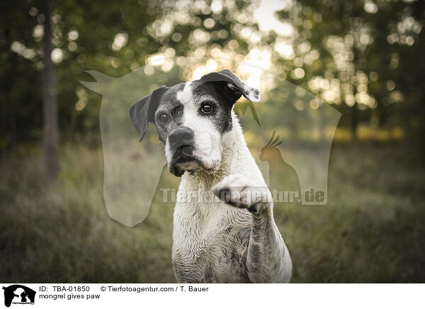 Mischling gibt Pftchen / mongrel gives paw / TBA-01850