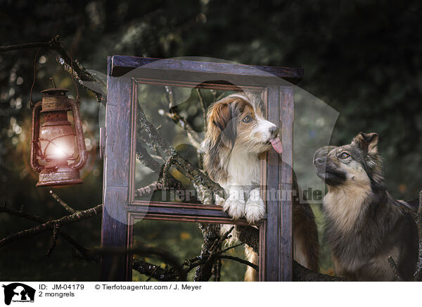 2 Mischlinge / 2 mongrels / JM-04179