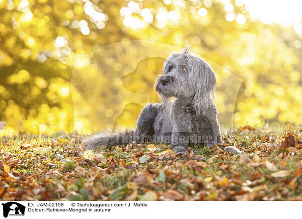 Golden-Retriever-Mischling im Herbst / Golden-Retriever-Mongrel in autumn / JAM-02158