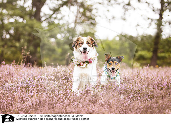 livestock-guardian-dog-mongrel and Jack Russell Terrier / JAM-02206