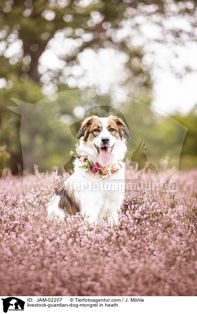 Herdenschutzhund-Mischling in der Heide / livestock-guardian-dog-mongrel in heath / JAM-02207