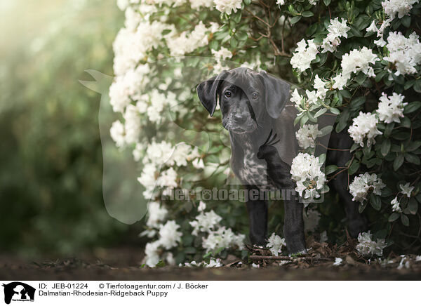 Dalmatiner-Rhodesian-Ridgeback Welpe / Dalmatian-Rhodesian-Ridgeback Puppy / JEB-01224