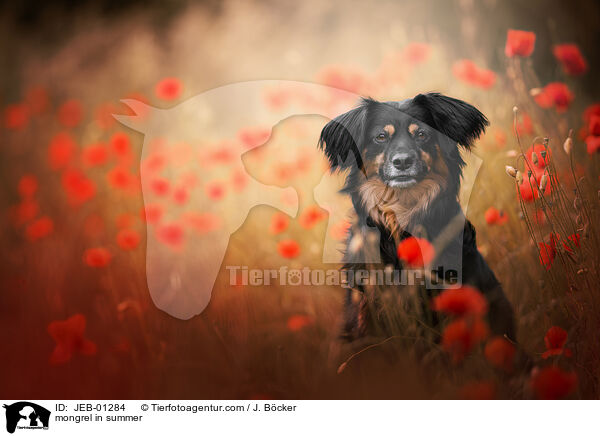 Mischling im Sommer / mongrel in summer / JEB-01284