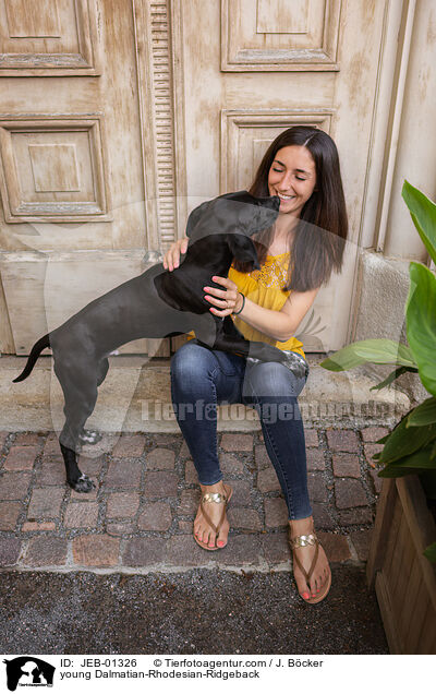 junger Dalmatiner-Rhodesian-Ridgeback / young Dalmatian-Rhodesian-Ridgeback / JEB-01326