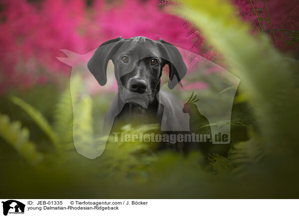 junger Dalmatiner-Rhodesian-Ridgeback / young Dalmatian-Rhodesian-Ridgeback / JEB-01335
