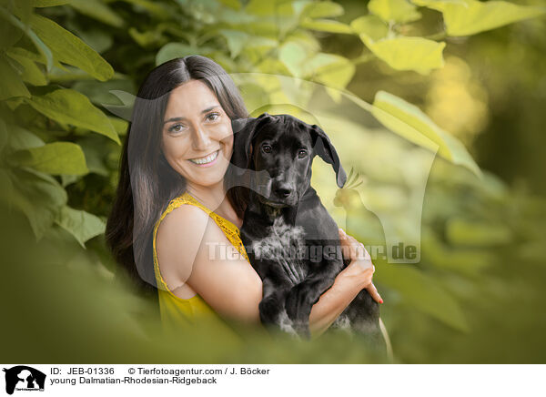 junger Dalmatiner-Rhodesian-Ridgeback / young Dalmatian-Rhodesian-Ridgeback / JEB-01336