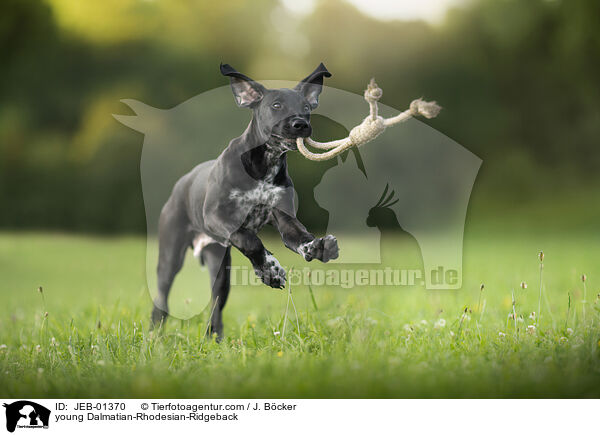 junger Dalmatiner-Rhodesian-Ridgeback / young Dalmatian-Rhodesian-Ridgeback / JEB-01370
