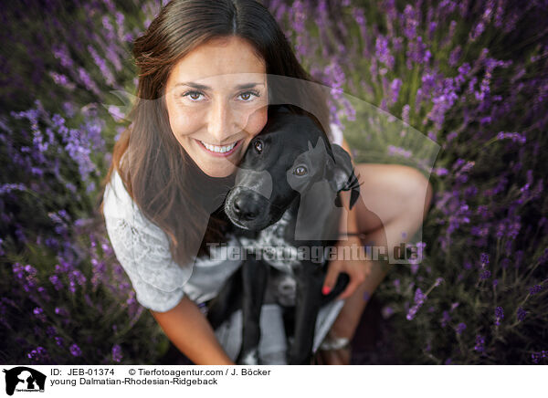 junger Dalmatiner-Rhodesian-Ridgeback / young Dalmatian-Rhodesian-Ridgeback / JEB-01374