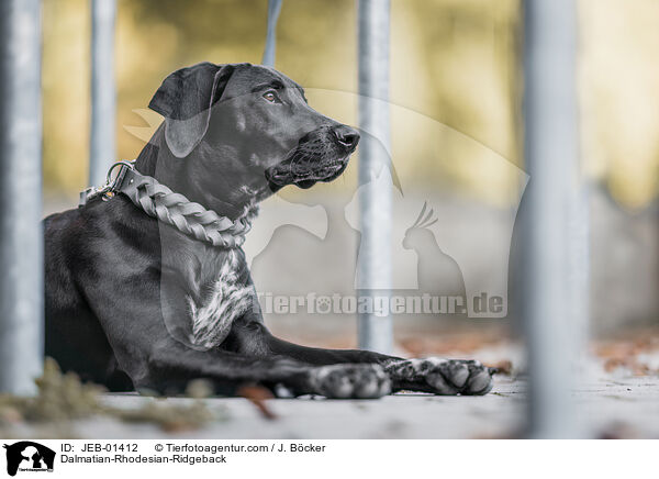Dalmatiner-Rhodesian-Ridgeback / Dalmatian-Rhodesian-Ridgeback / JEB-01412